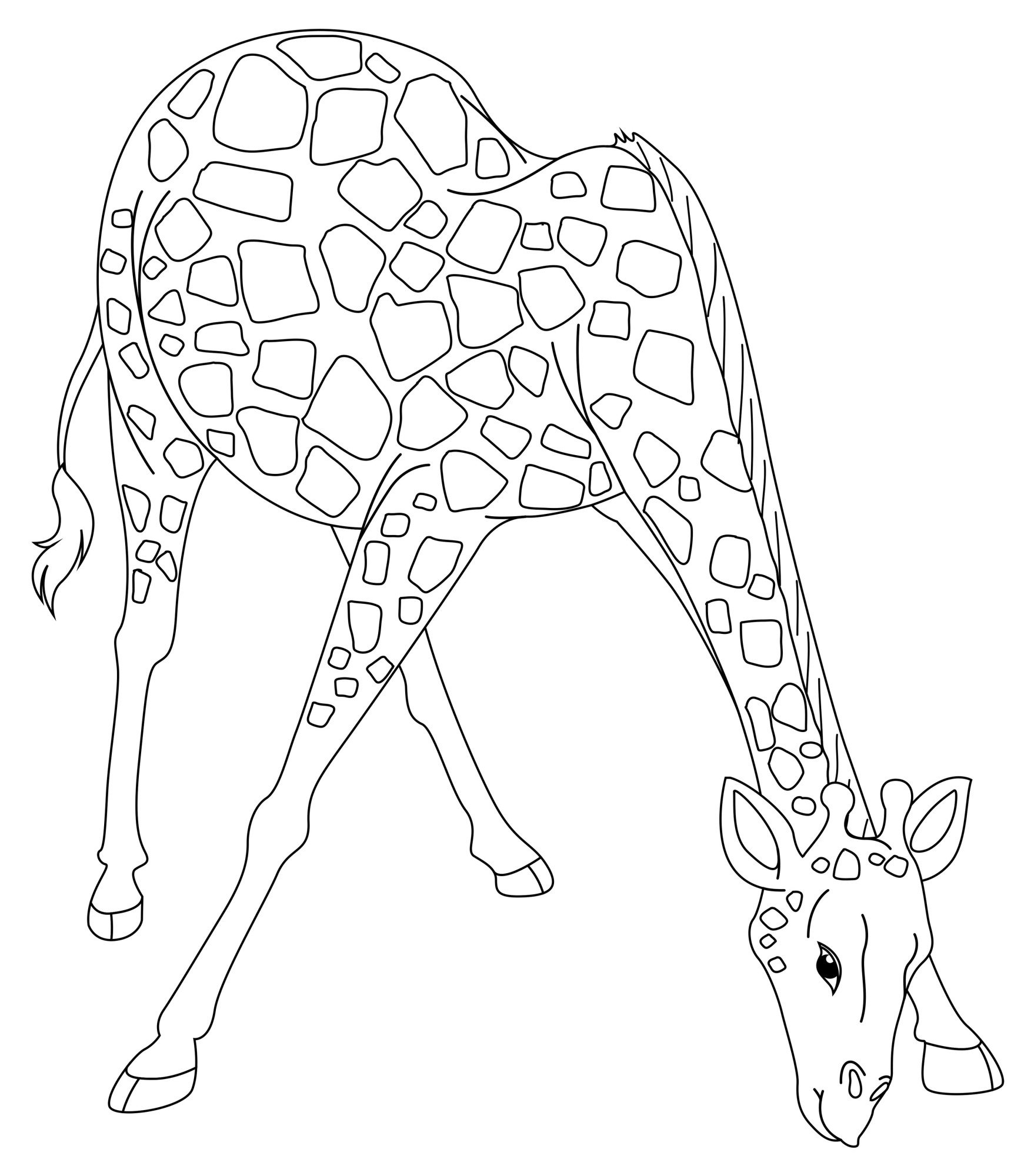 Раскраска для детей: жираф наклонился попить воды