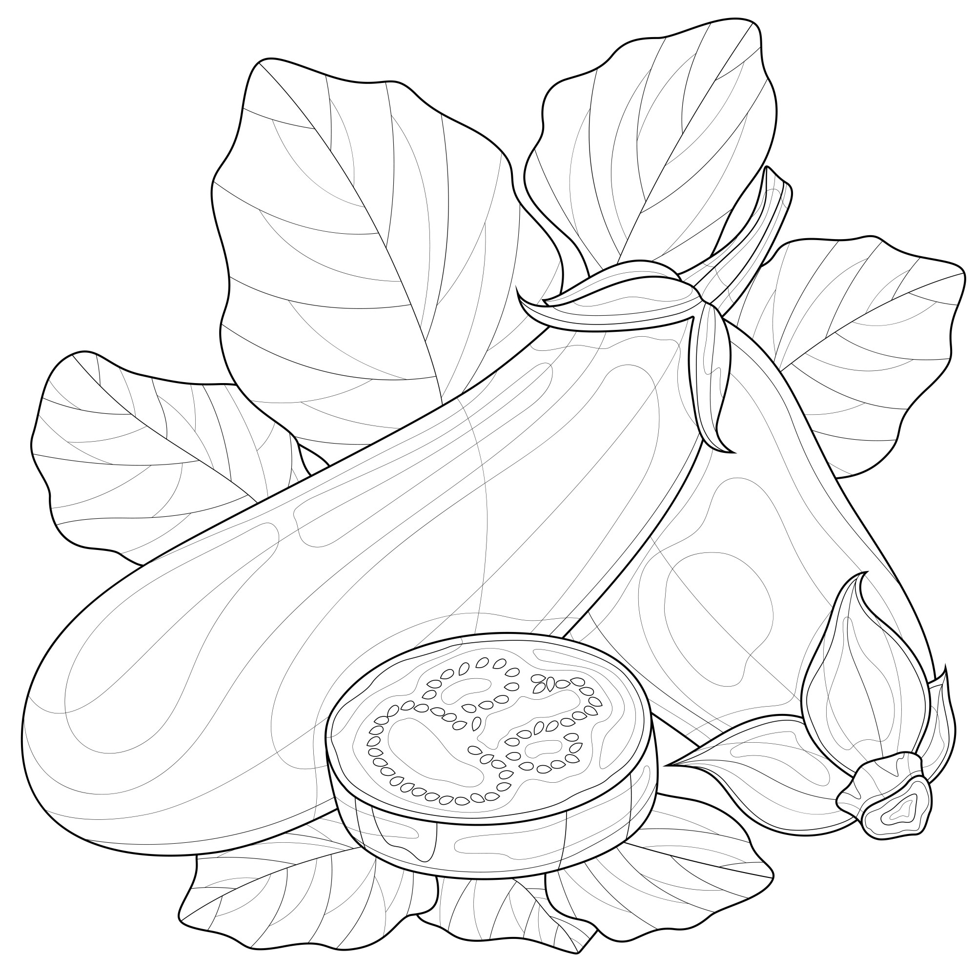 Раскраска для детей: два кабачка на фоне листьев и ломтиком