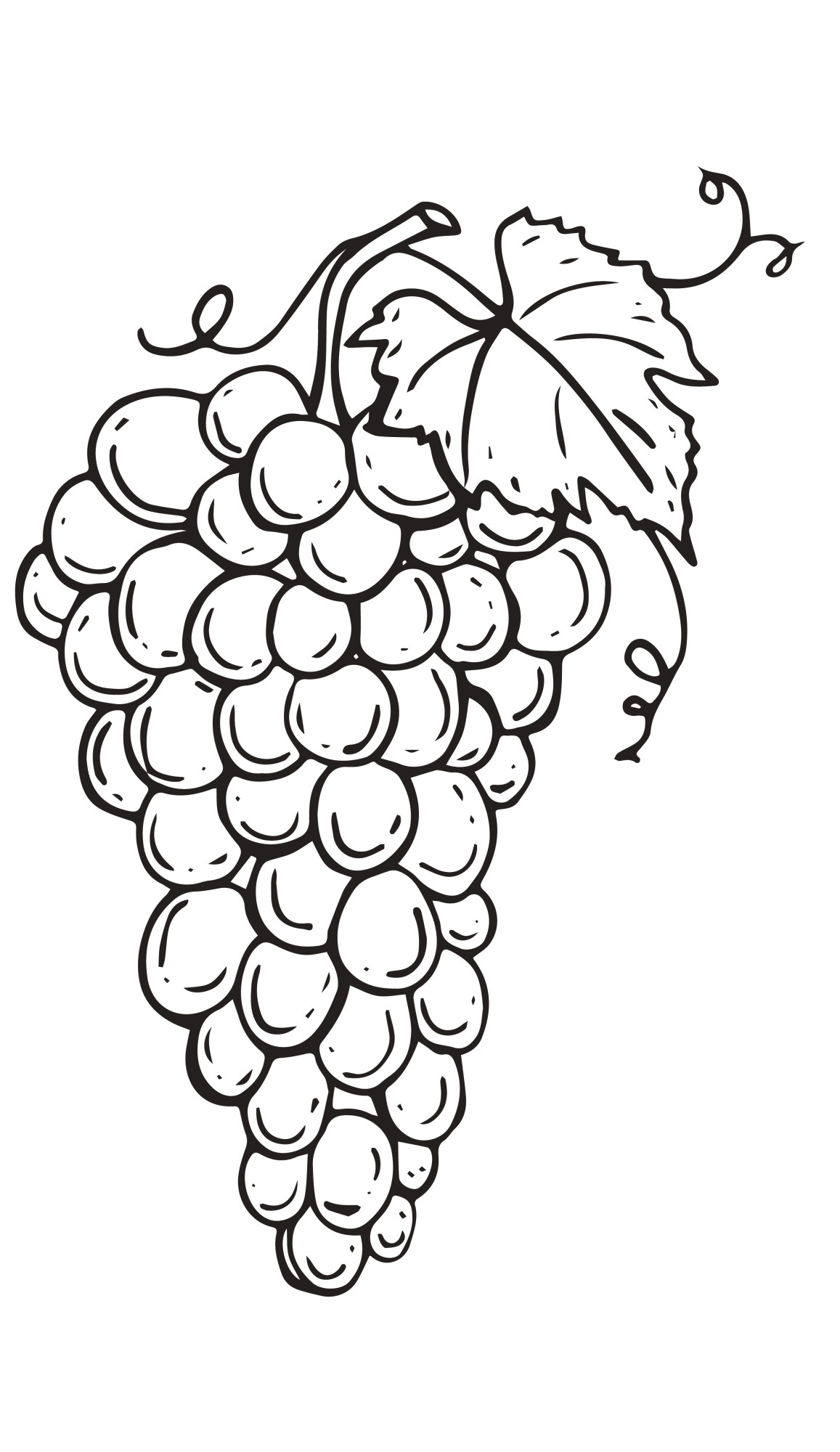 Раскраска для детей: свежая ветка винограда