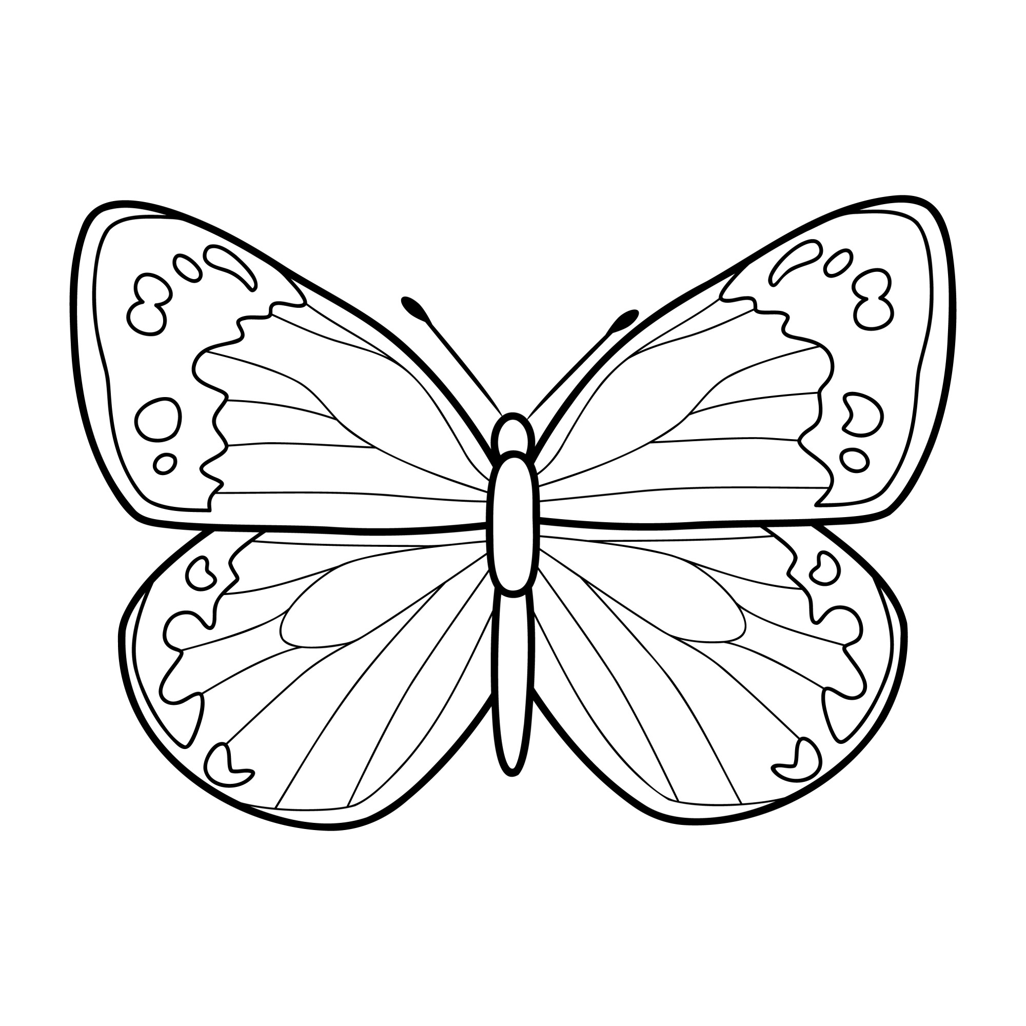 Раскраска для детей: бабочка с расправленными крыльями