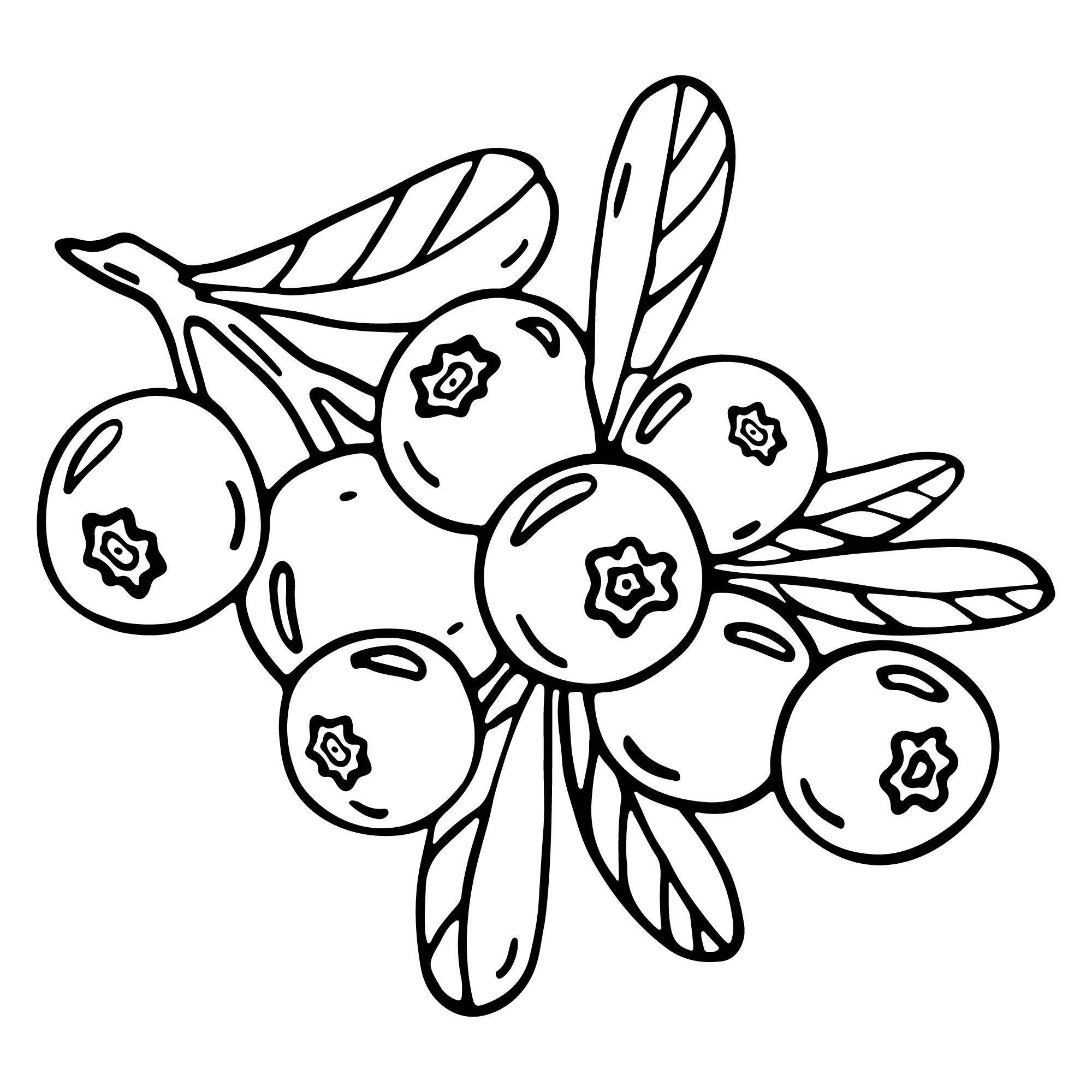 Раскраска для детей: гроздь черники с листиками