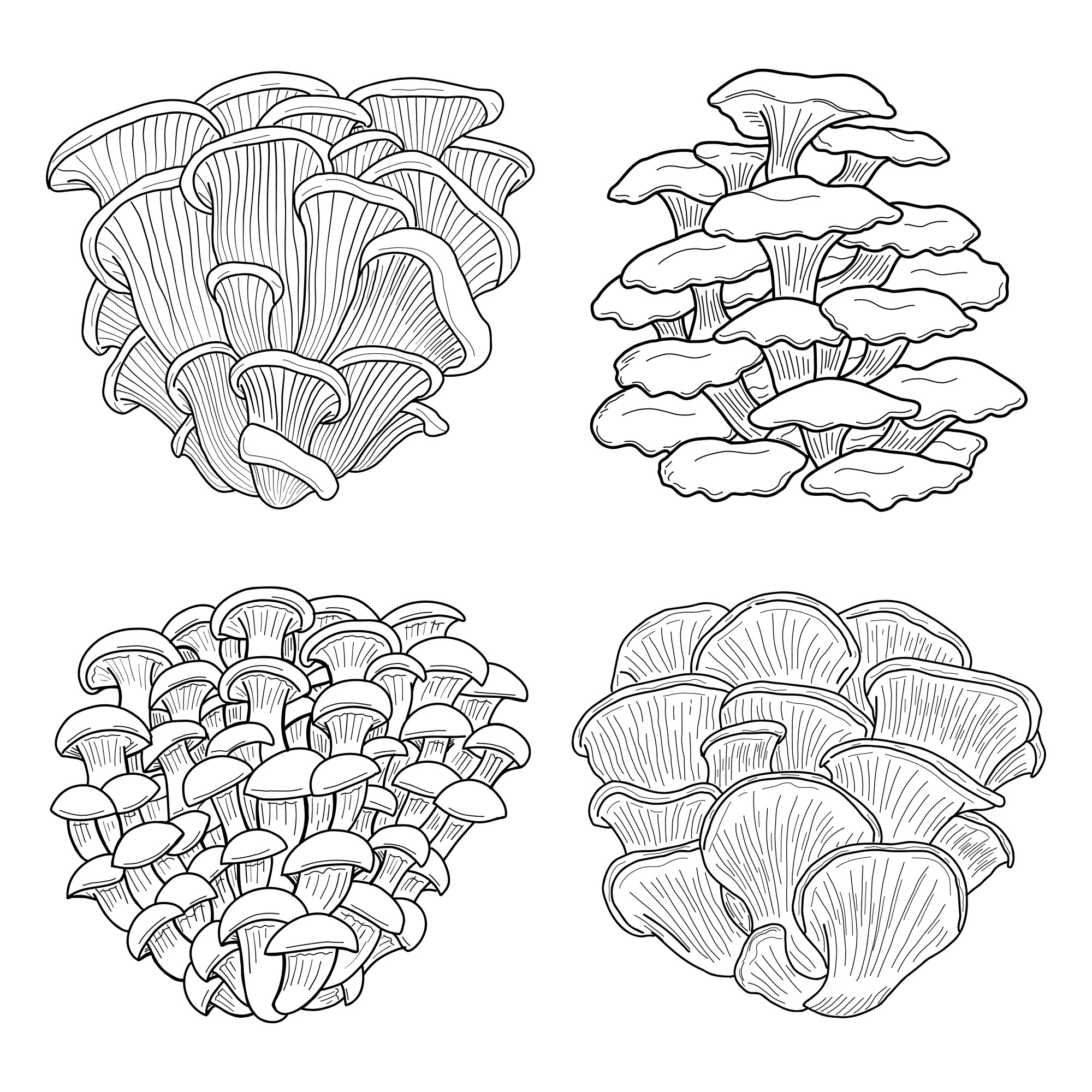 Раскраска для детей: грибы вешенки