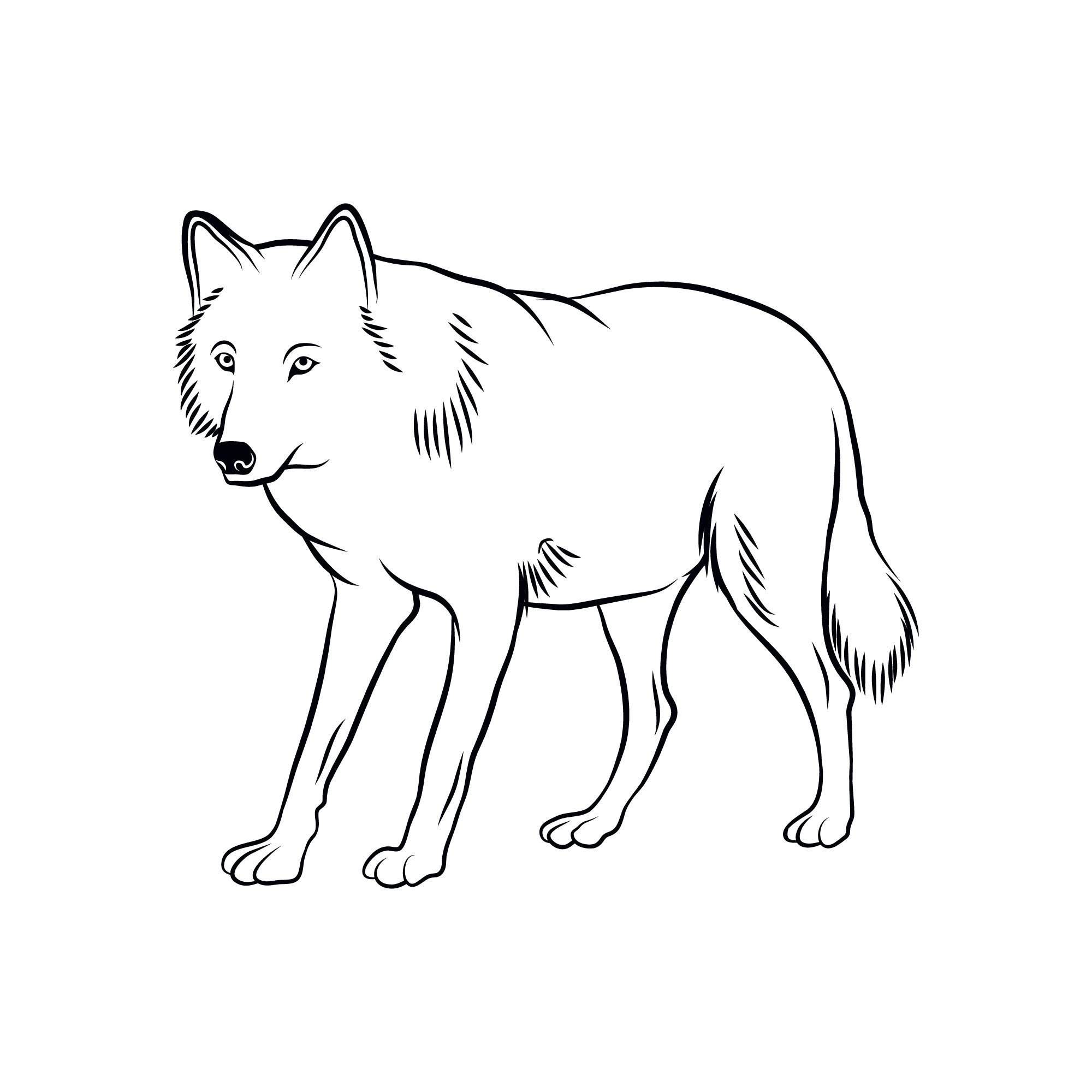 Раскраска для детей: контур серого волка