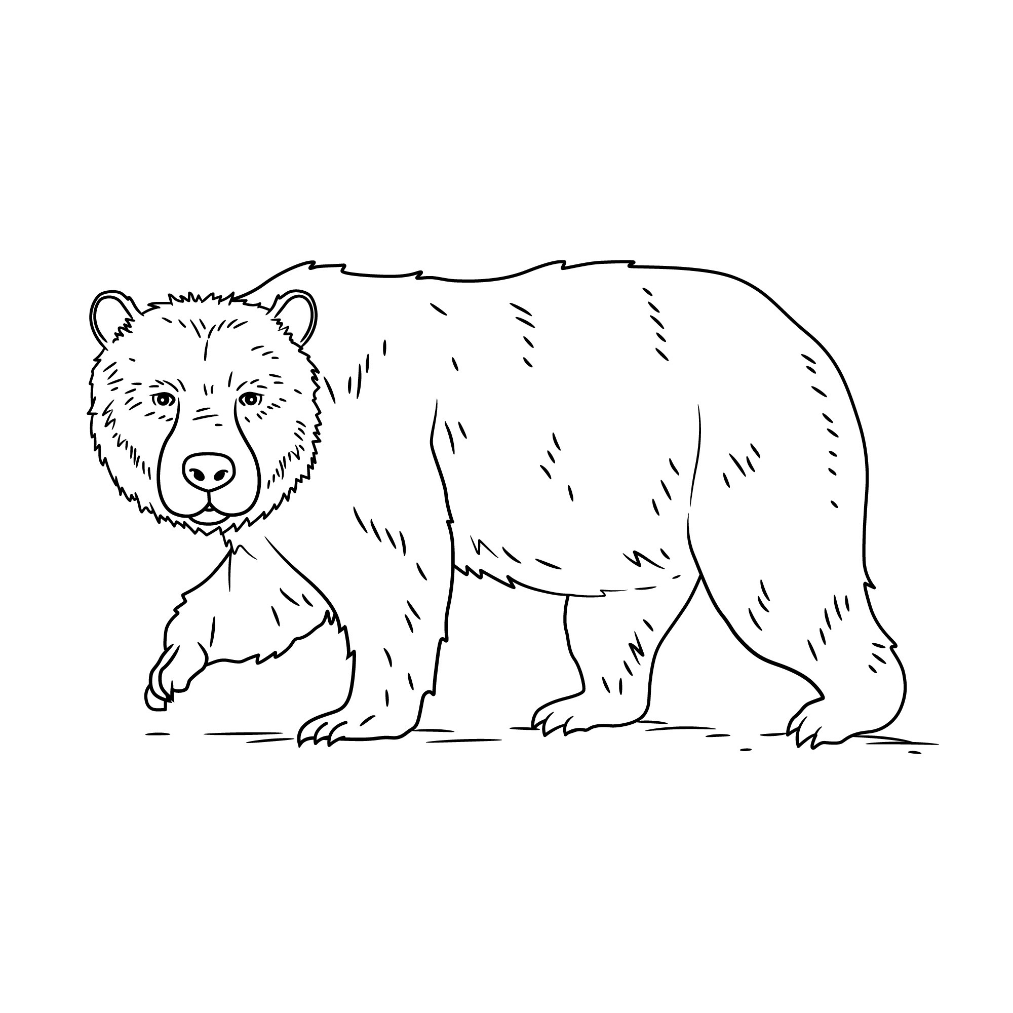 Раскраска для детей: старый бурый медведь