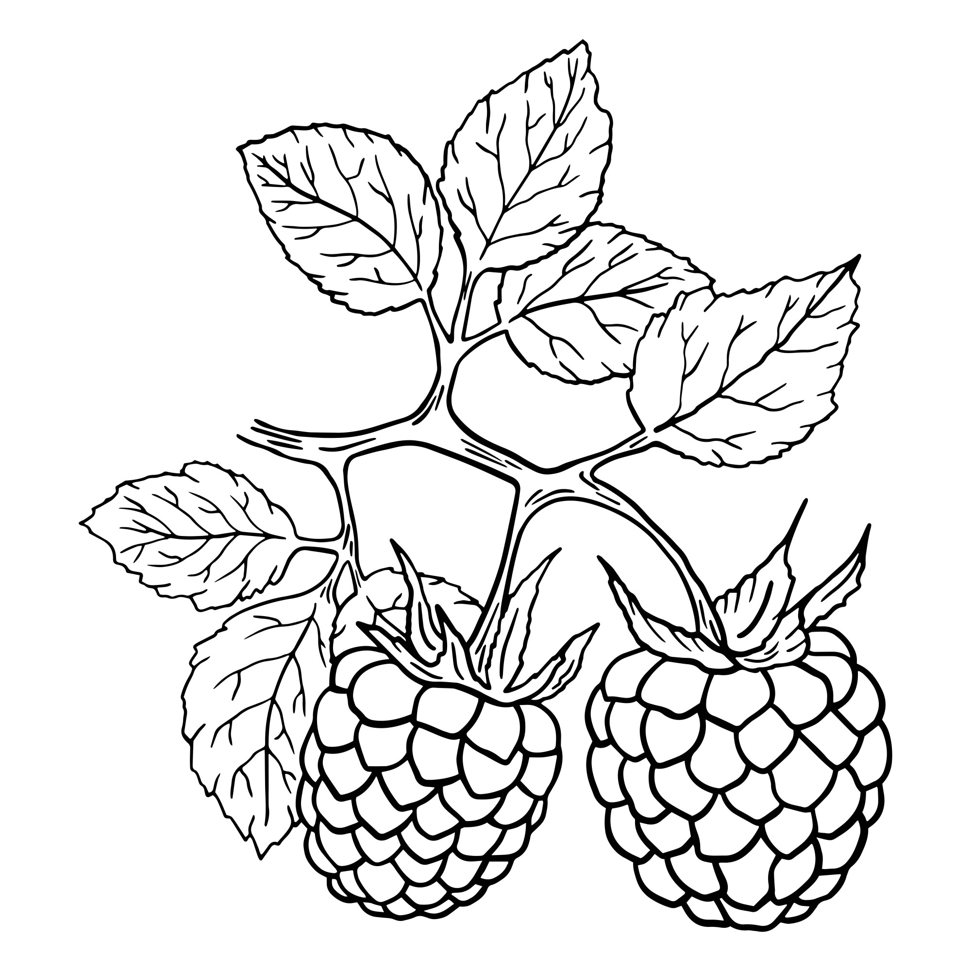 Раскраска для детей: ягоды малины на ветке с листьями