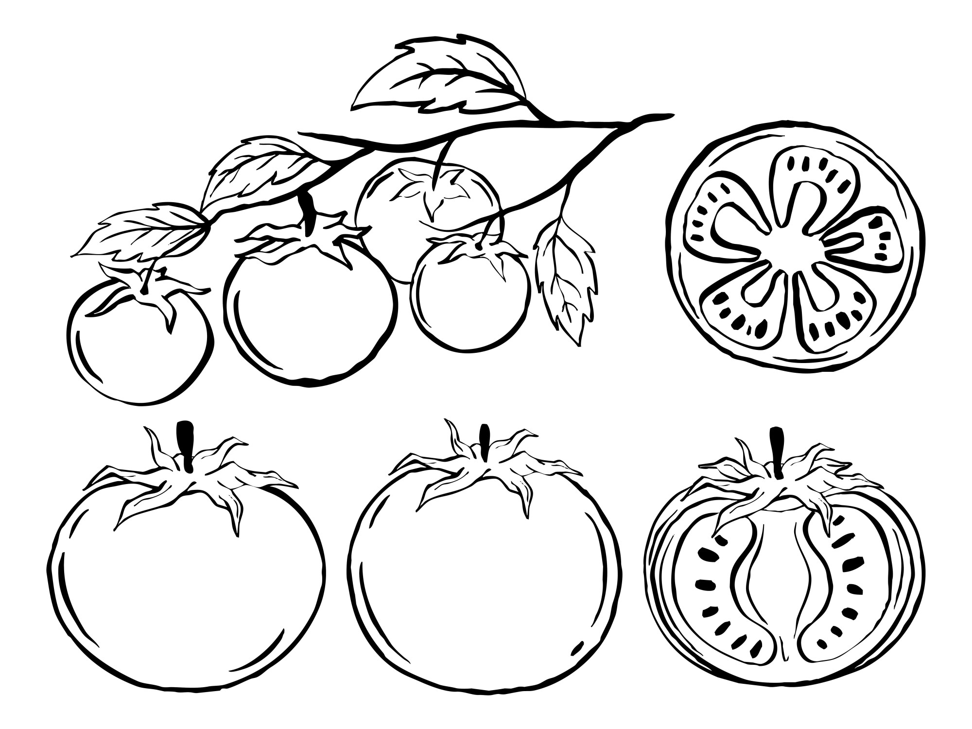 Раскраска для детей: помидоры на ветке