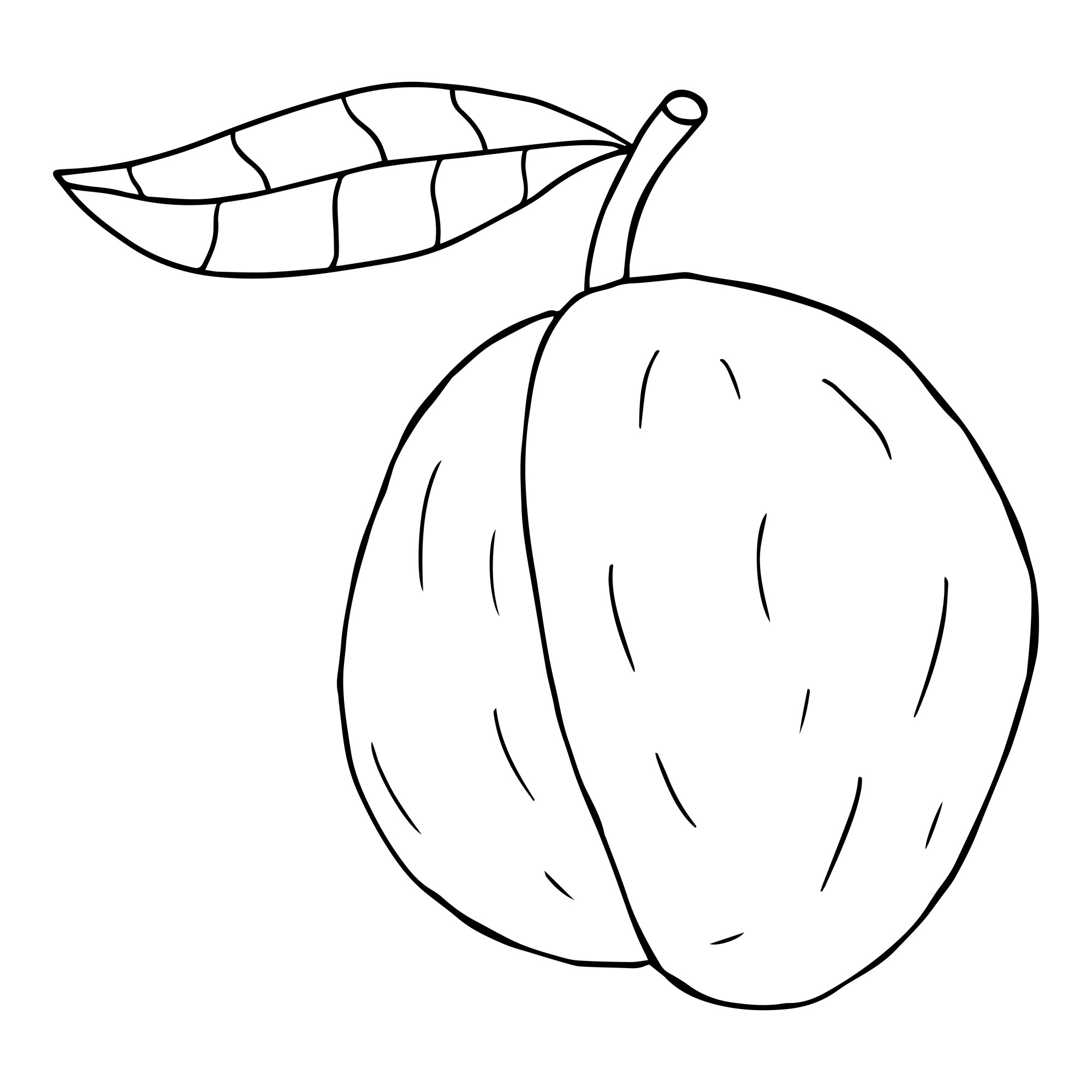 Раскраска для детей: фрукт слива с листиком