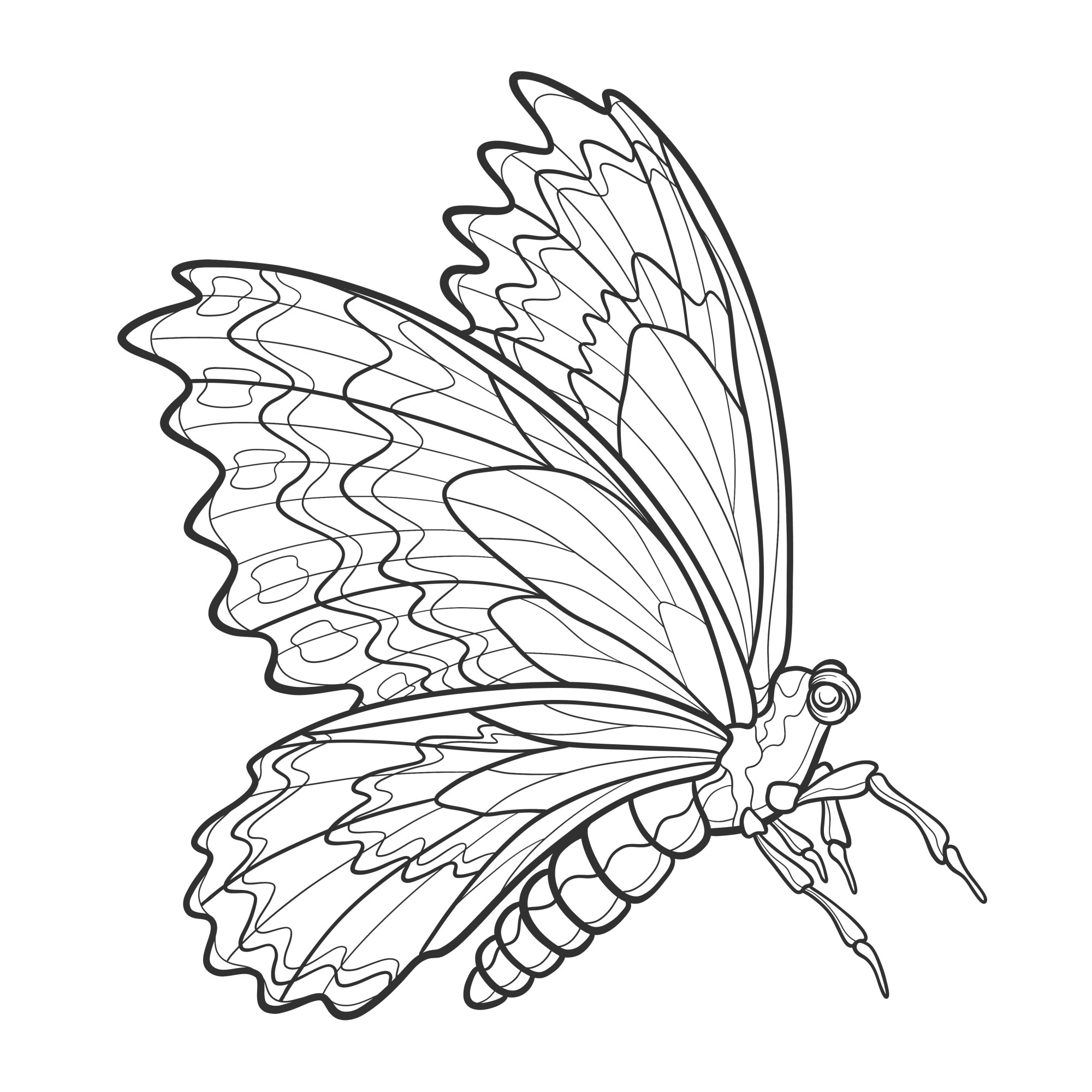 Раскраска для детей: реалистичная бабочка