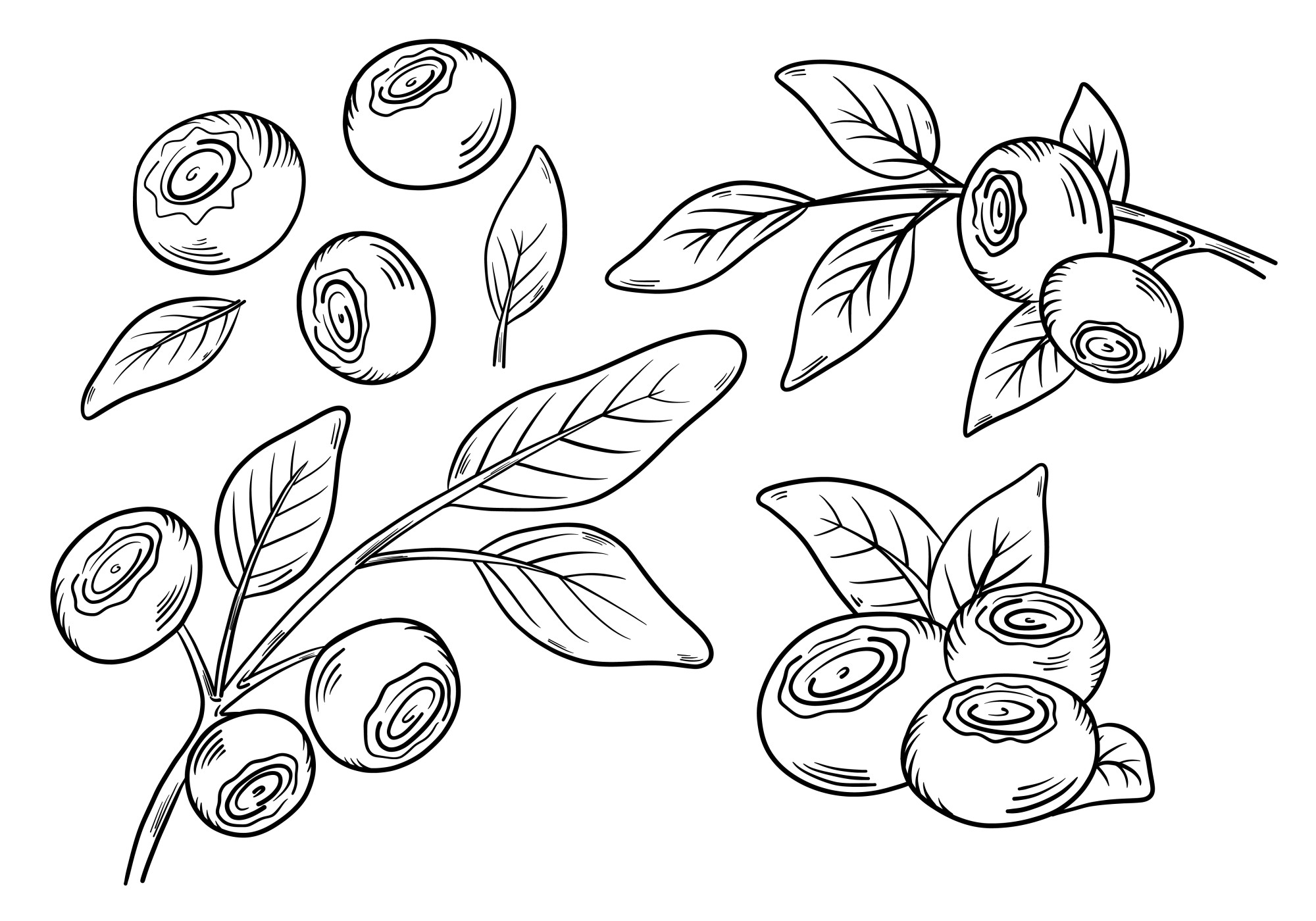 Раскраска для детей: ягоды черники с листьями