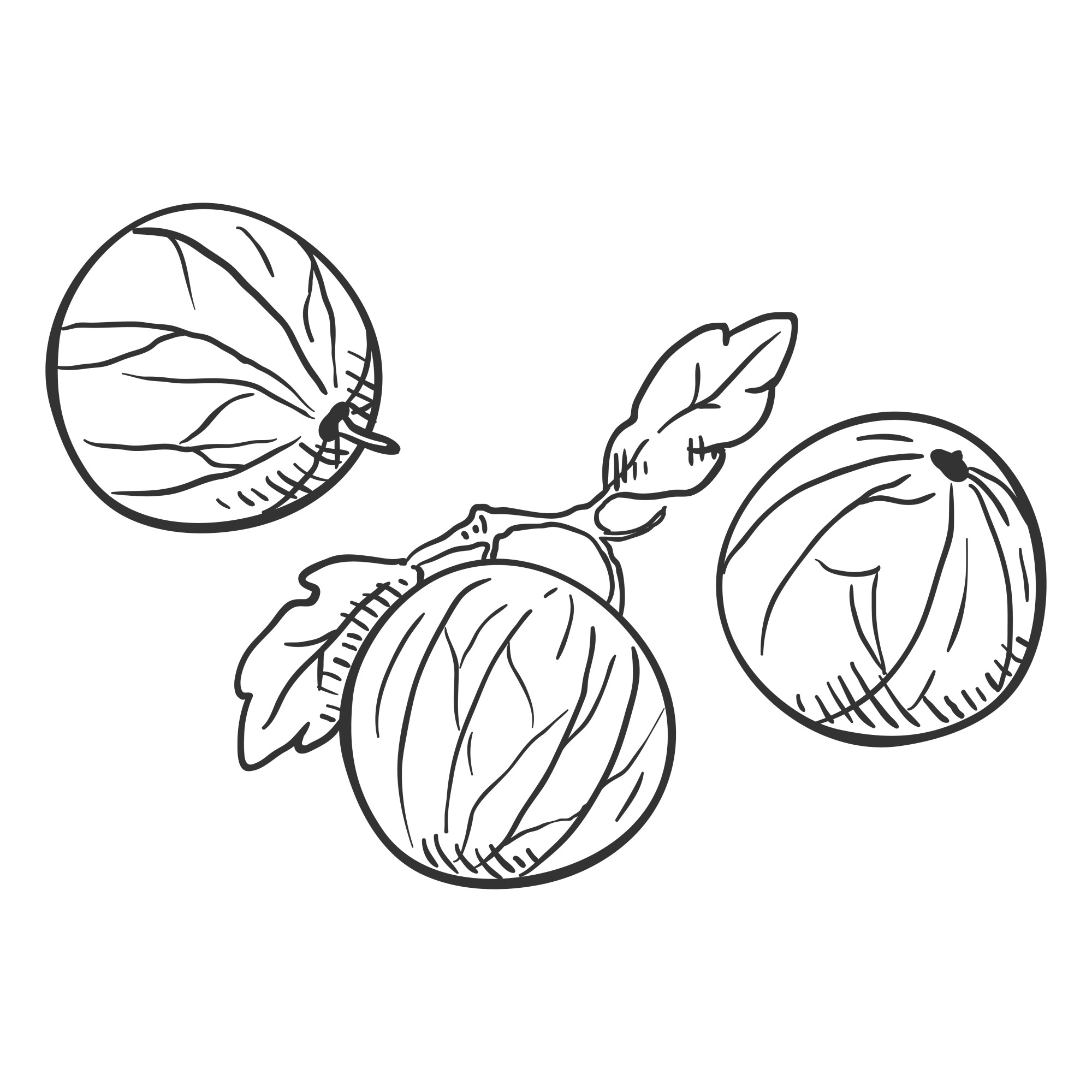 Раскраска для детей: ягоды спелого крыжовника