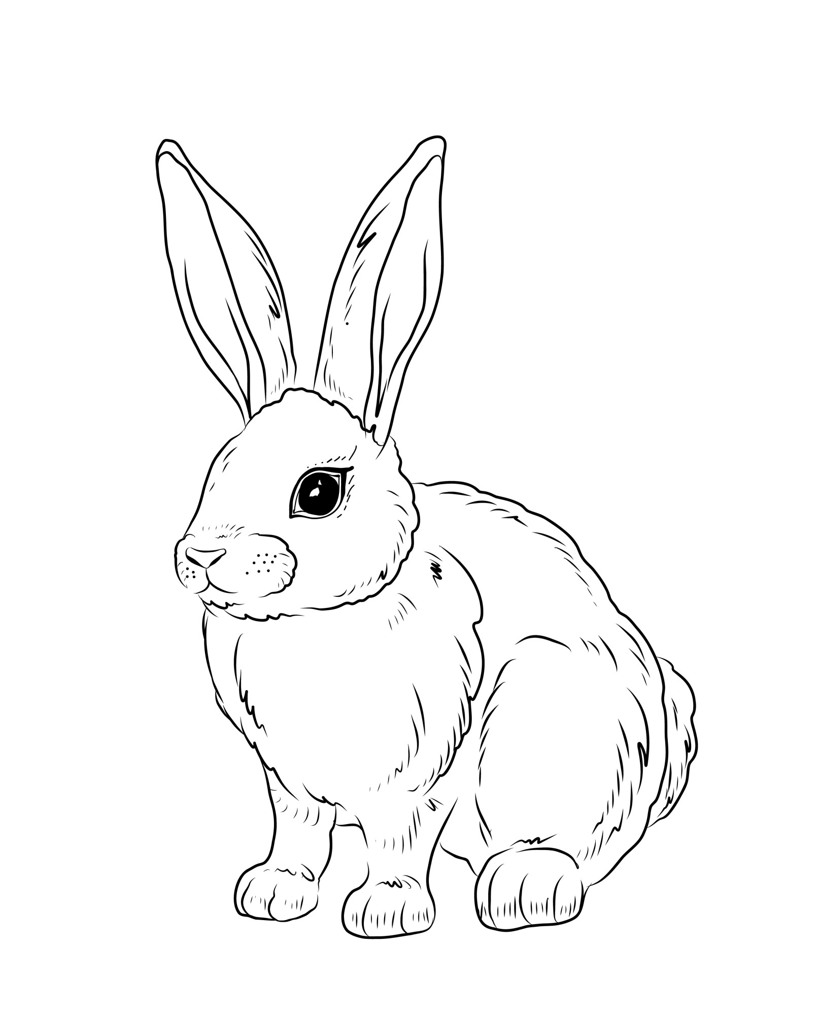 Раскраска для детей: упитанный кролик