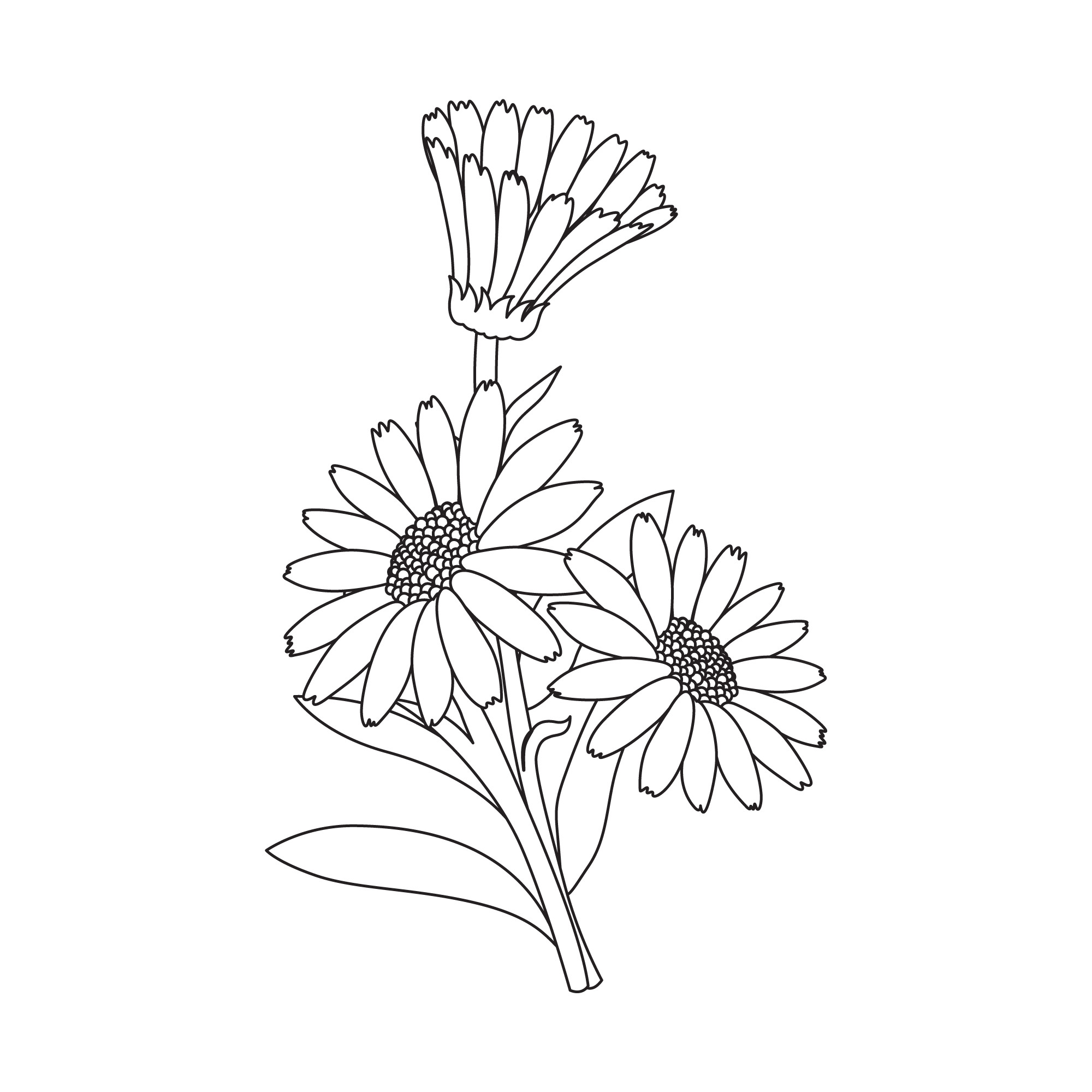 Раскраска для детей: полевой цветок с лепестками