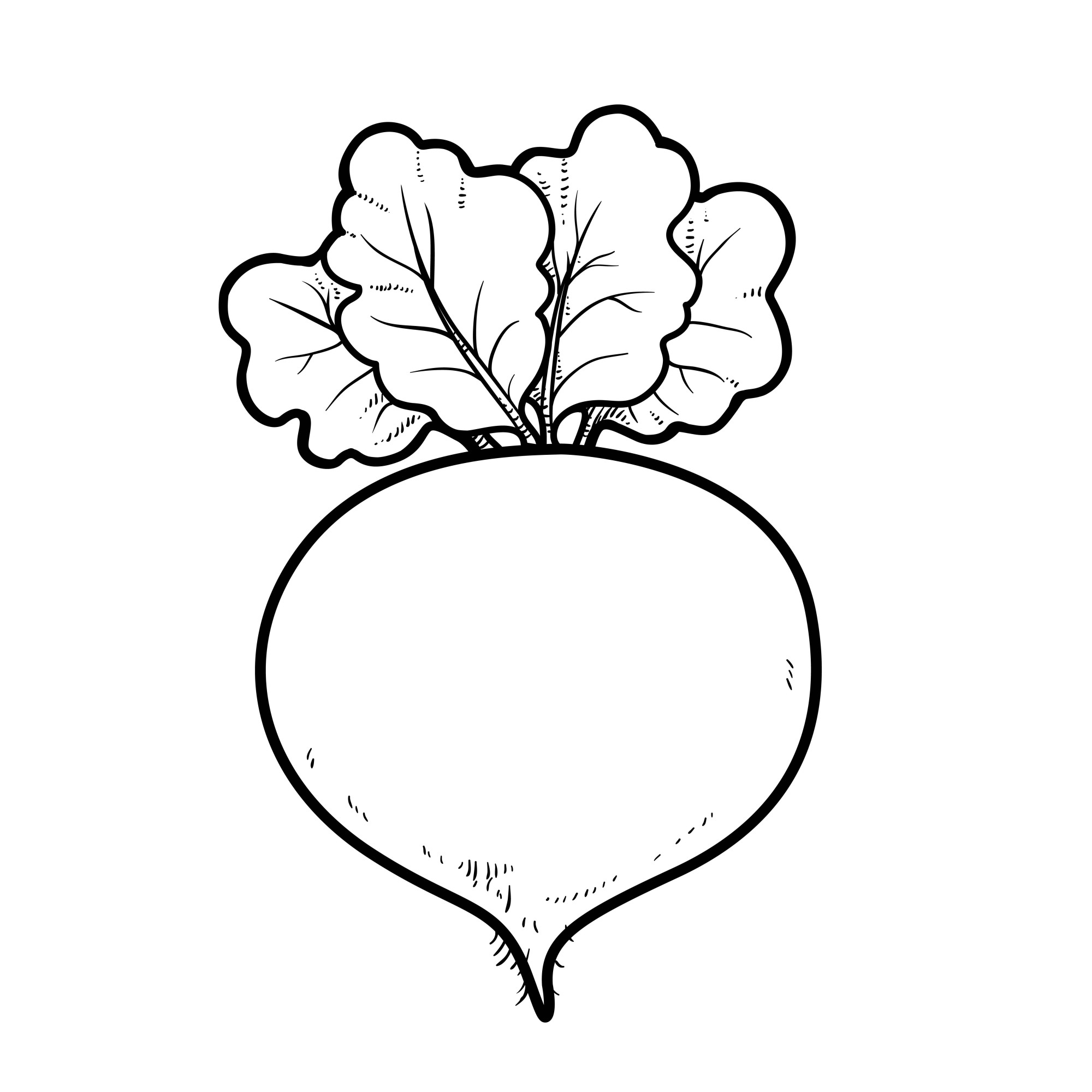 Раскраска для детей: корнеплод свекла с ботвой