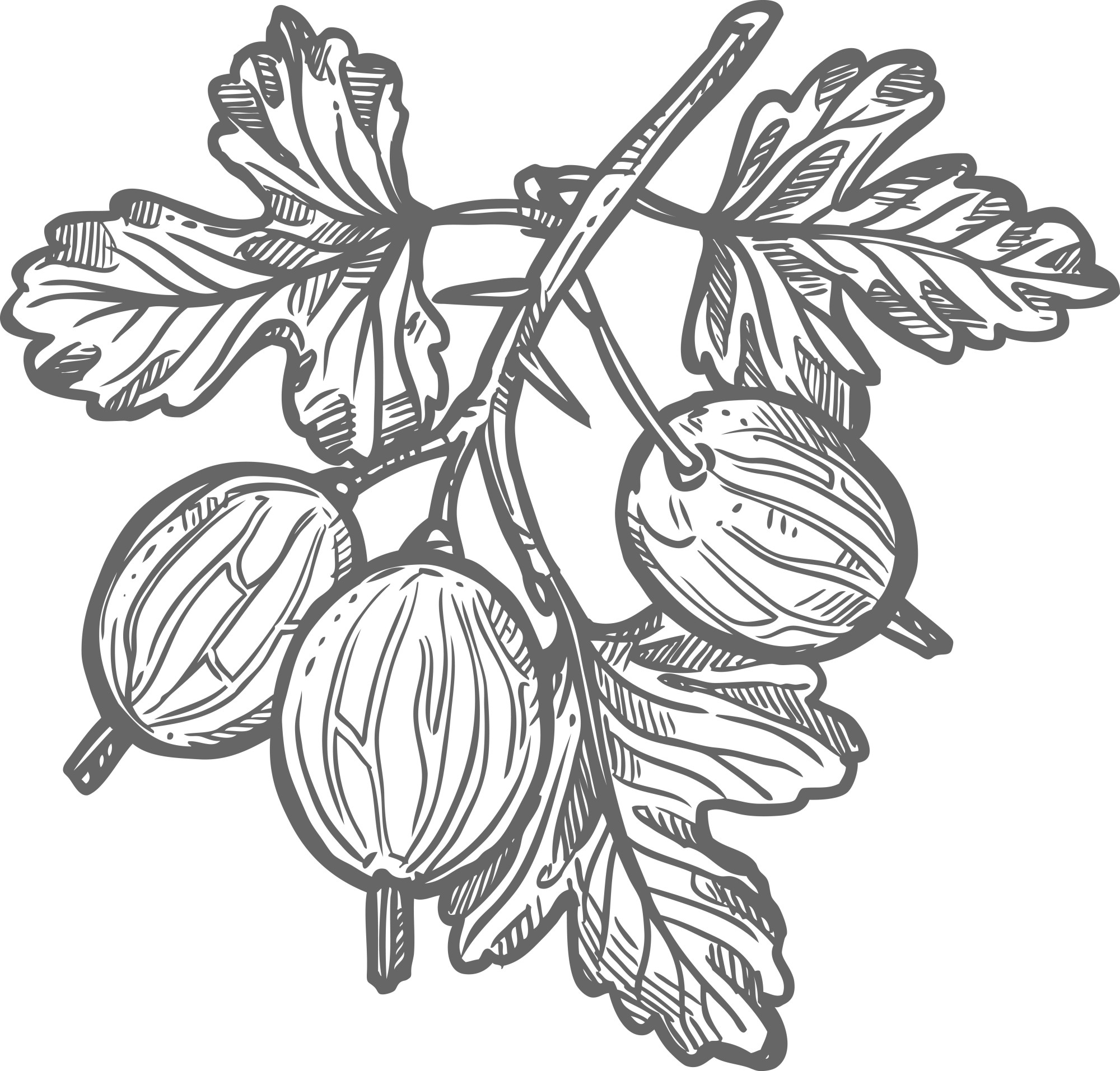 Раскраска для детей: ветка дикого крыжовника с ягодами и листьями