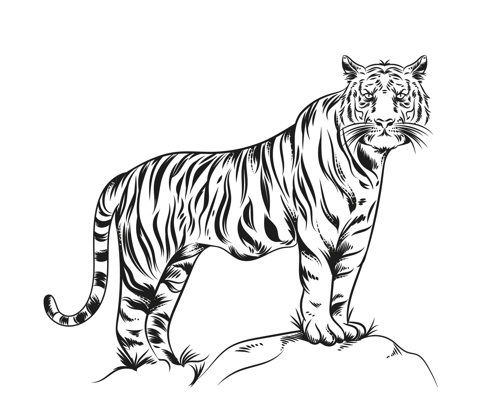 Раскраска для детей: взрослый тигр