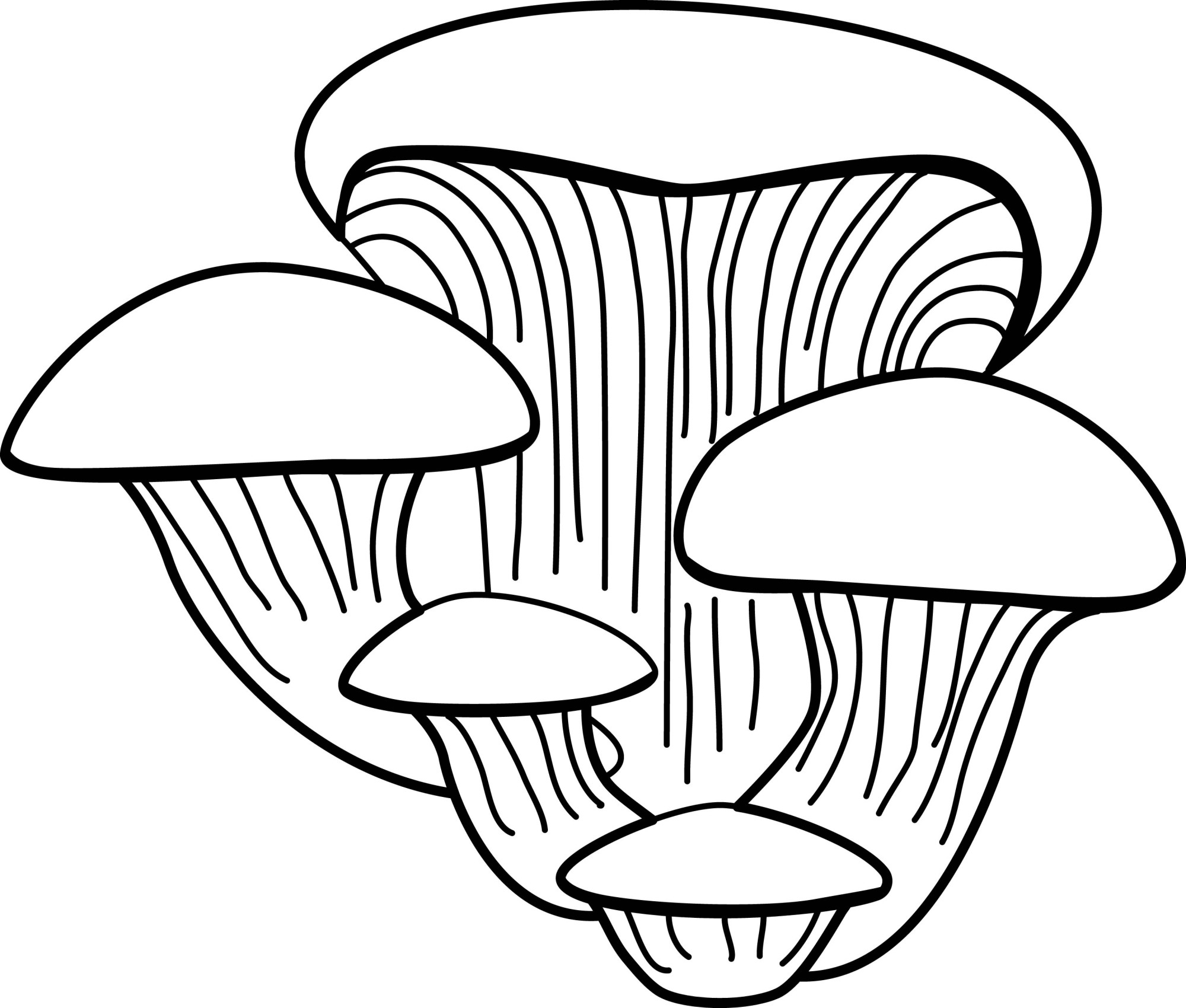 Раскраска для детей: гриб вёшенка