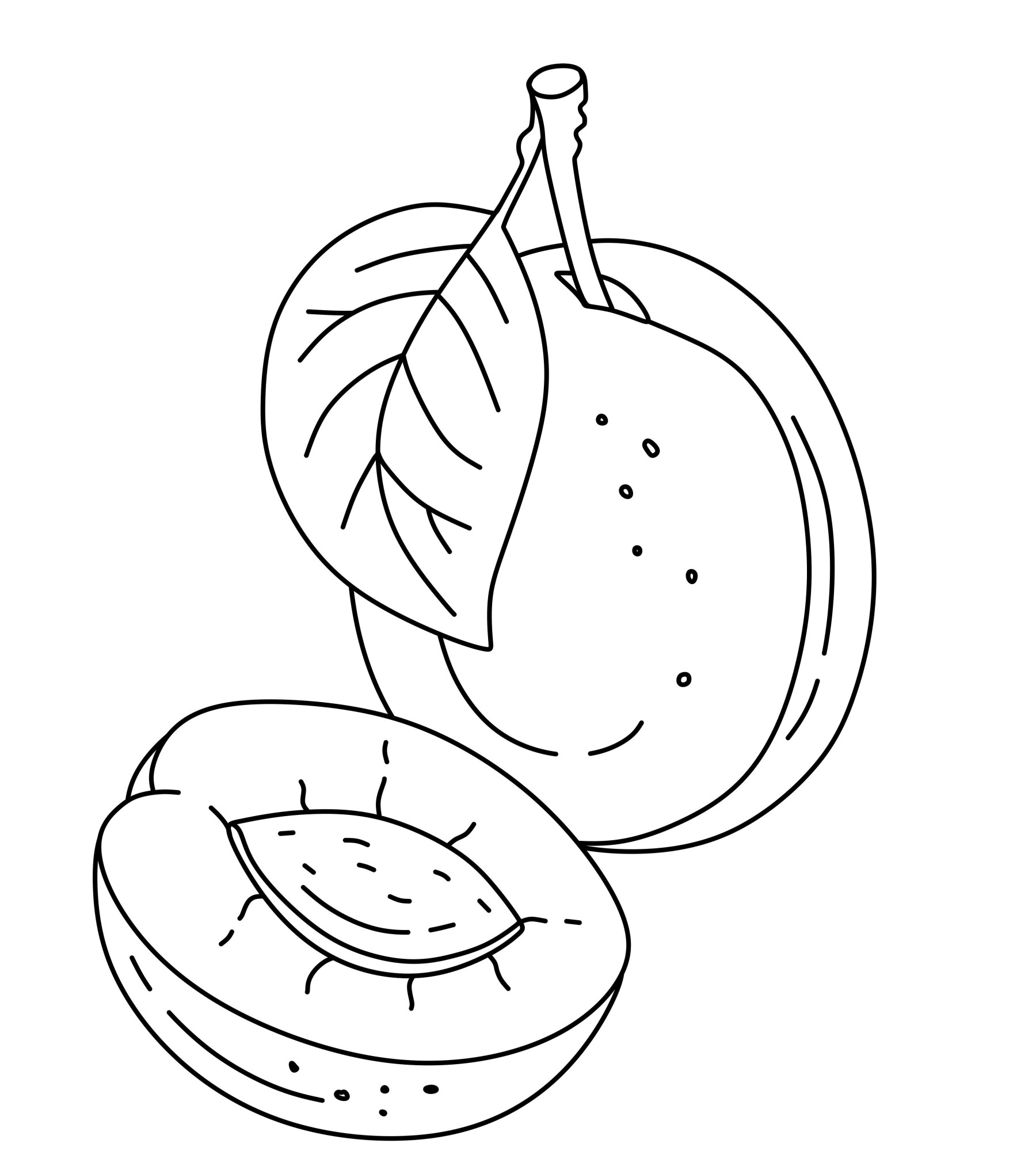 Раскраска для детей: сладкий фрукт слива и половинка с косточкой