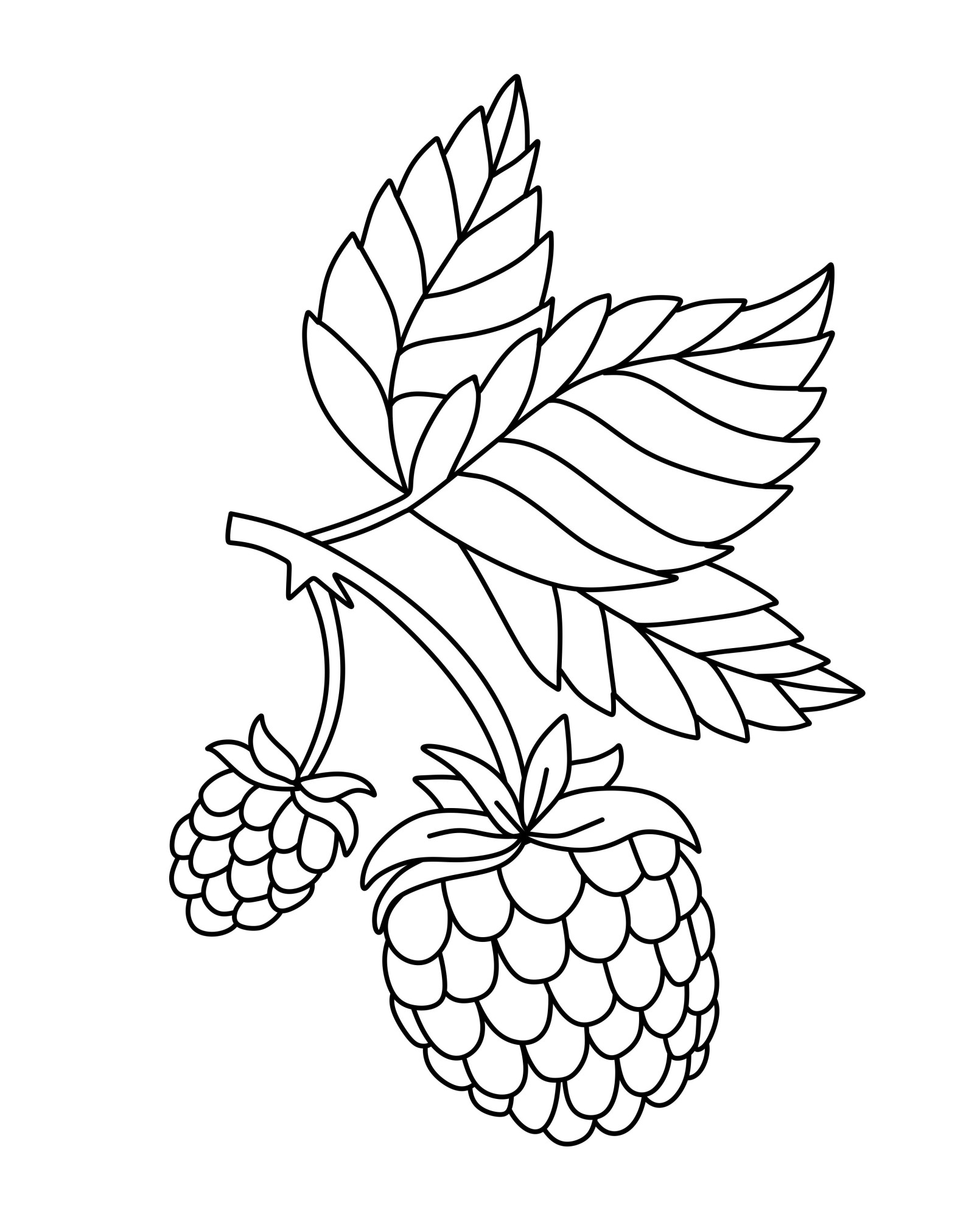Раскраска для детей: две ягоды малины на ветке с листьями