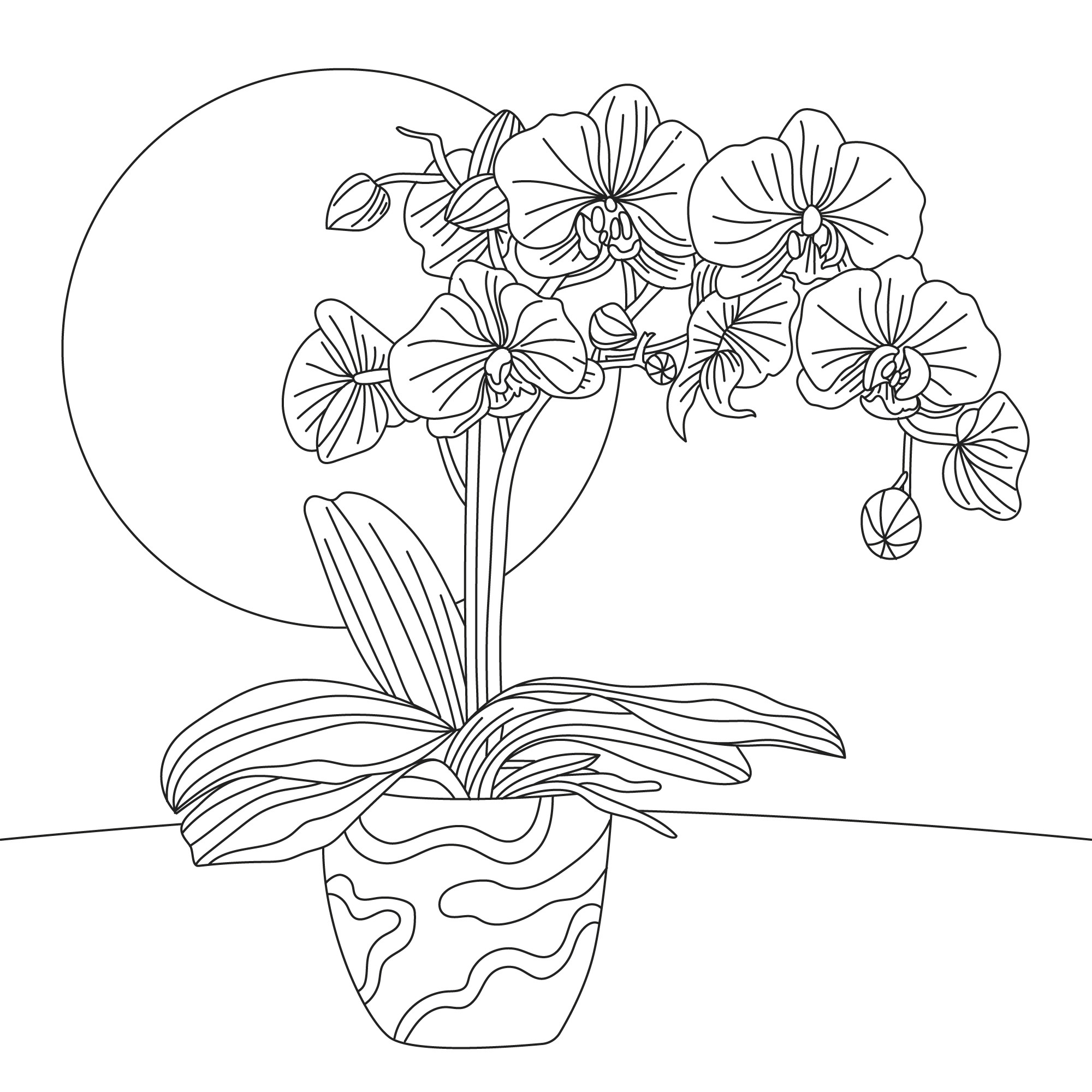 Раскраска для детей: цветок орхидеи в горшке