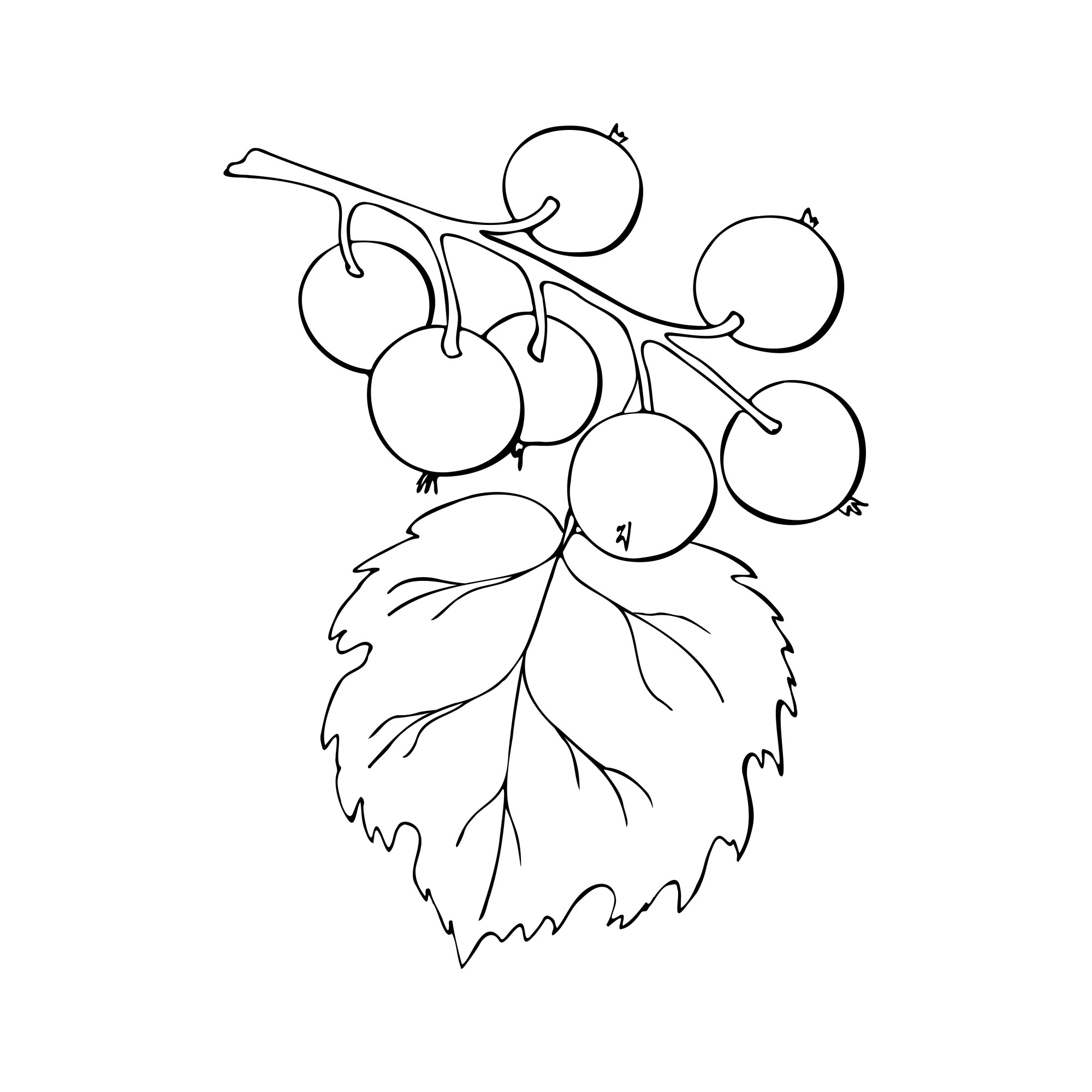 Раскраска для детей: ветка смородины с ягодами и листом