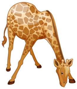 Раскрашенная картинка: жираф наклонился попить воды