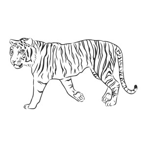 Раскраска тигр хищное животное