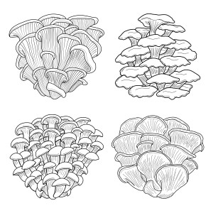 Раскраска грибы вешенки