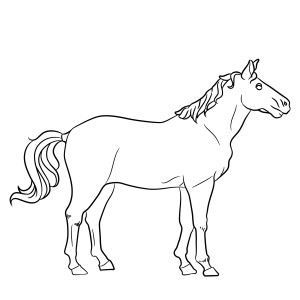 Раскраска красивая лошака в профиль