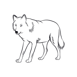 Раскраска контур серого волка