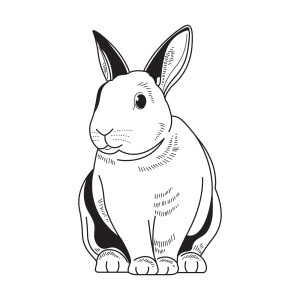 Раскраска милый кролик