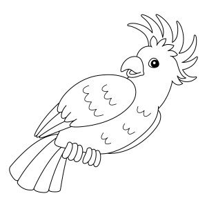Раскраска попугай какаду