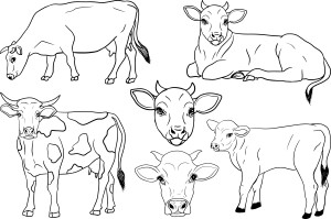 Раскраска набор фермерских животных коровы