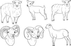Раскраска набор картинок овцы и бараны