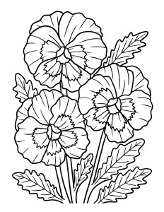 Раскраска цветок анютины глазки