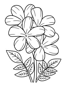 Раскраска цветок жасмина
