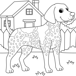 Раскраска собака курцхаар стоит у дома