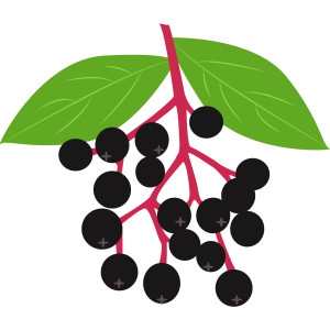 Раскрашенная картинка: веточка черной смородины с листиками