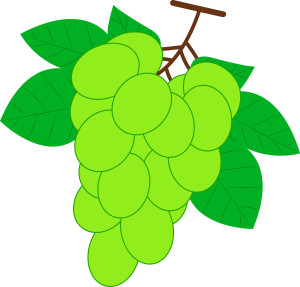 Раскрашенная картинка: ветка винограда с крупными ягодами