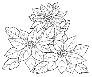 Раскраска цветок пуансеттии