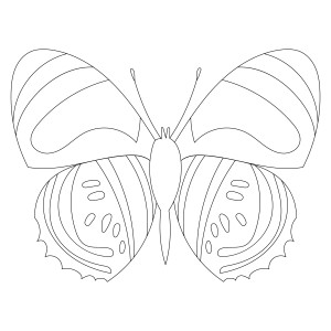 Раскраска бабочка с полосками на крыльях