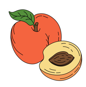 Раскрашенная картинка: персик с половинкой и косточкой
