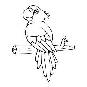 Раскраска попугай с ярким цветным хвостом