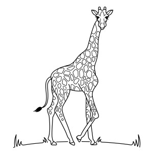 Раскраска высокий стройный жираф