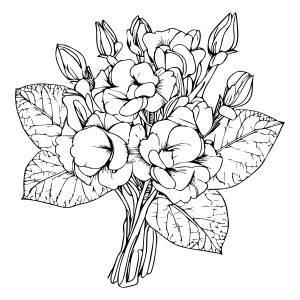 Раскраска натюрморт цветок примулы