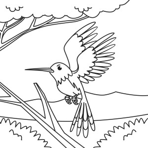 Раскраска птичка колибри в полете на фоне дерева