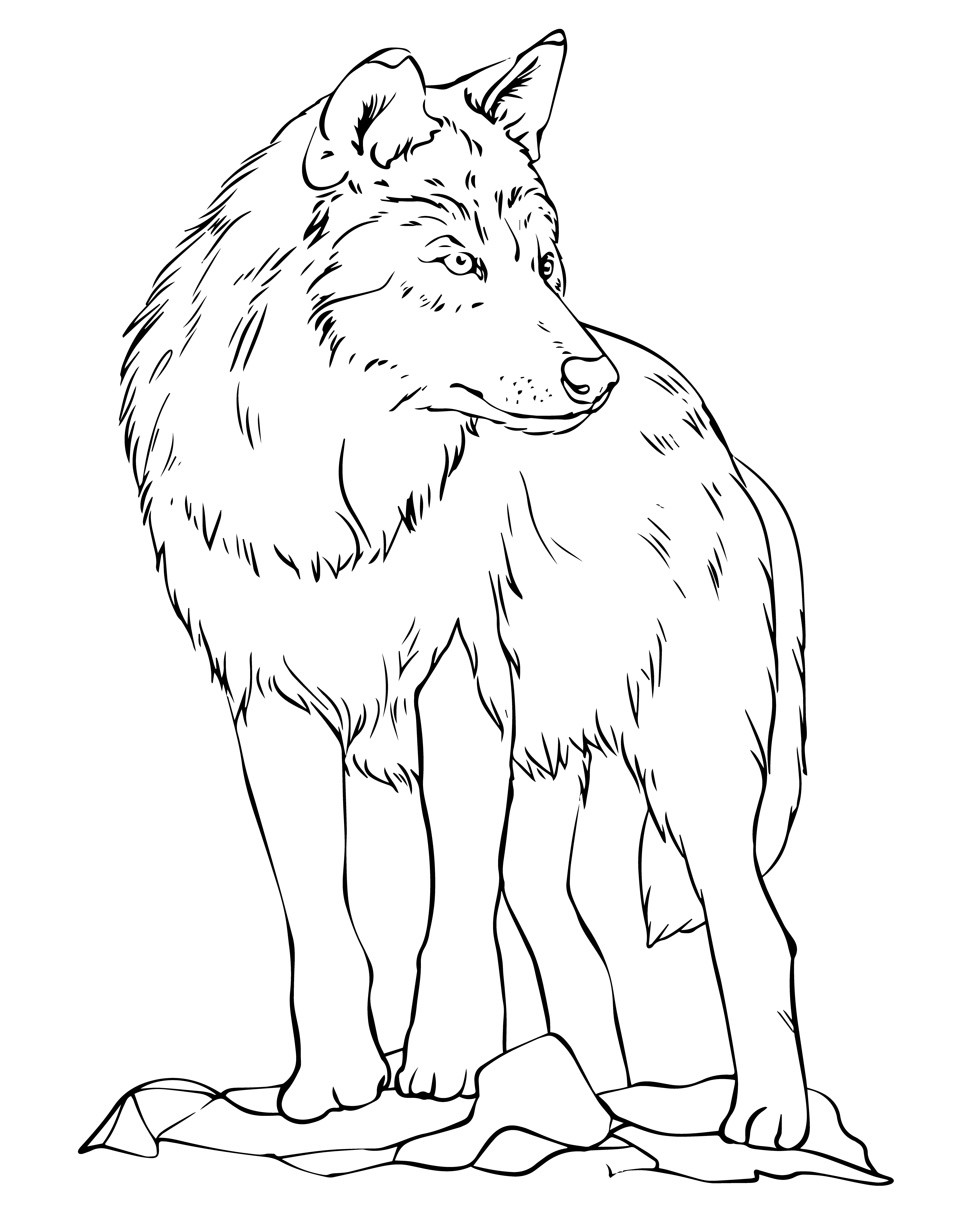 Раскраска реалистичный волк смотрит в сторону формата А4 в высоком качестве